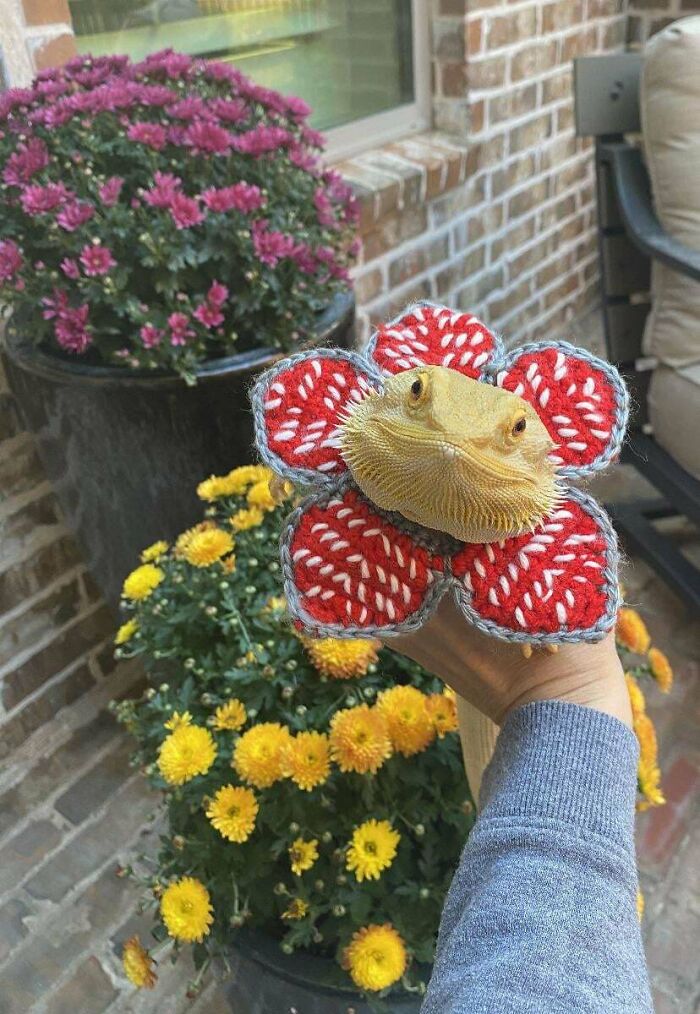Bearded dragon wearing a red crocheted flower costume held near yellow and purple blooming flowers in a garden.