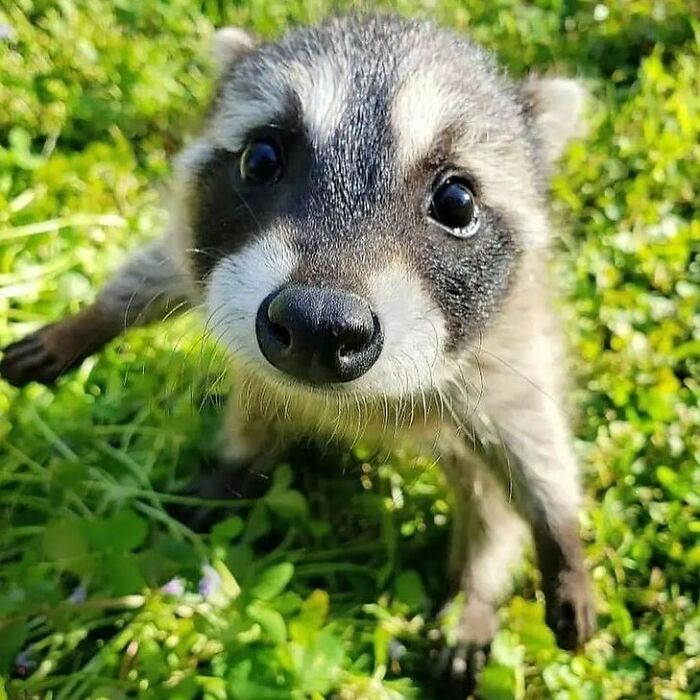 Close-up of an adorable animal with big eyes on green grass, one of the adorable animals that might brighten up your day.