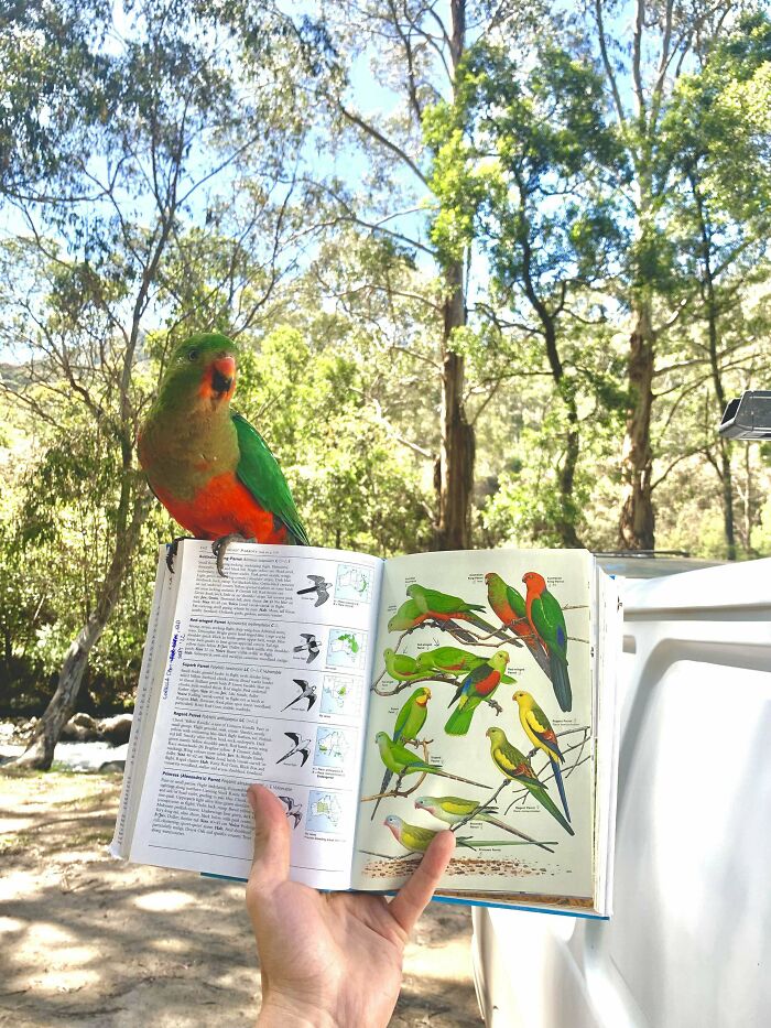 Colorful bird perched on an open bird guidebook in a sunny forest setting showing adorable animal pics.