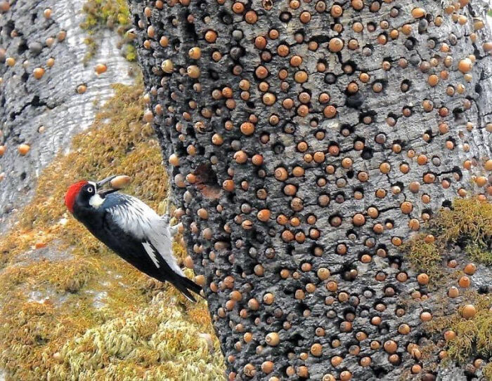 Woodpecker pecking at tree bark covered with numerous small brown growths in an adorable animal scene.