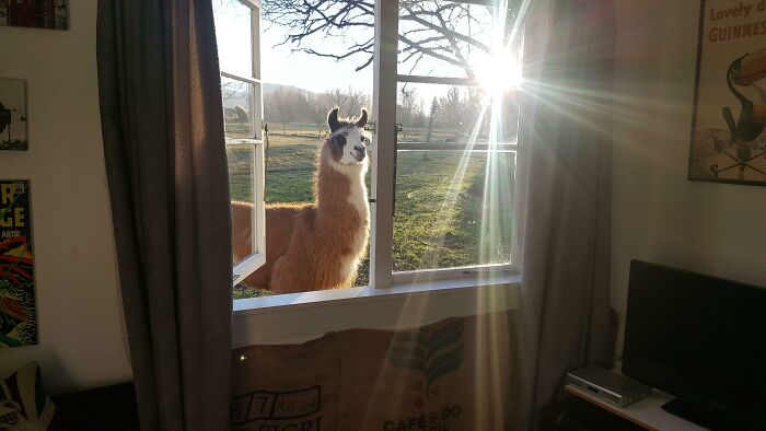 Llama standing outside an open window with sunlight streaming in, one of the adorable animals that brighten your day.