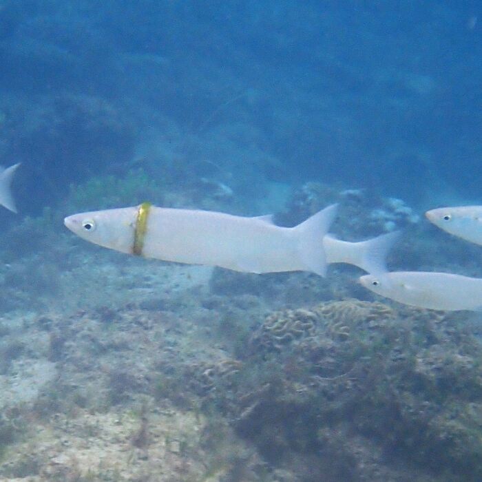 Snorkeler Finds Lost Wedding Ring Wrapped Around A Mullet Fish Off Of Norfolk Island