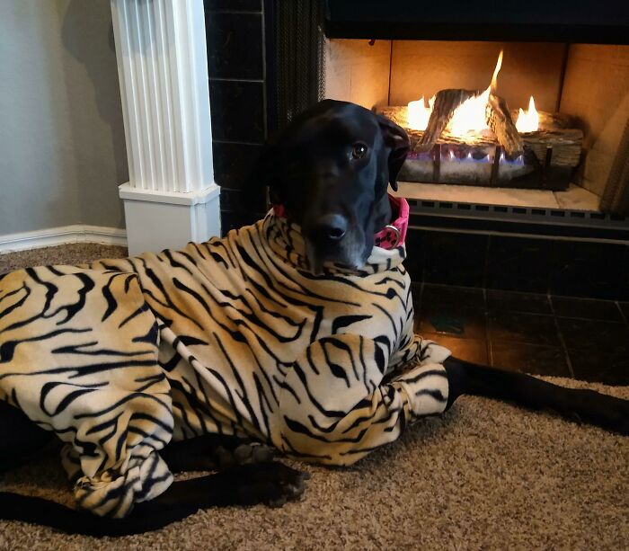 My Great Dane Is Always Cold During The Winter And It's Hard To Find Clothes In Her Size So My Friend Made Her Some Pajamas