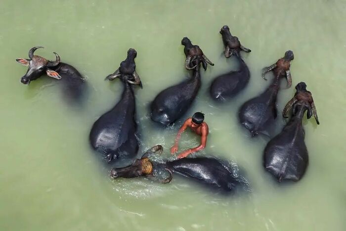 Here Are The 50 New Most Jaw-Dropping Animal Photos, As Shared By “The Decisive Moments Magazine”
