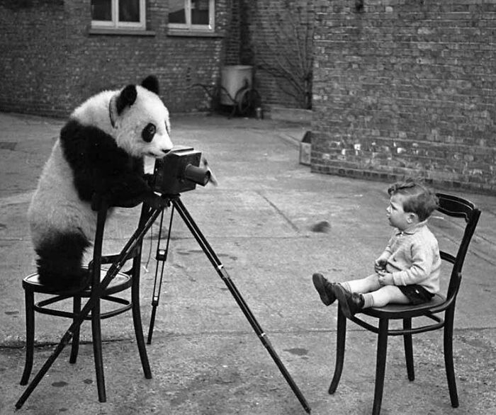 Here Are The 50 New Most Jaw-Dropping Animal Photos, As Shared By “The Decisive Moments Magazine”