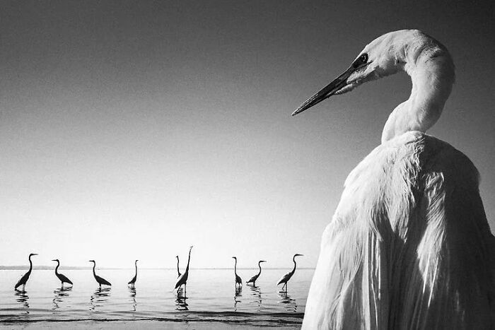 Here Are The 50 New Most Jaw-Dropping Animal Photos, As Shared By “The Decisive Moments Magazine”