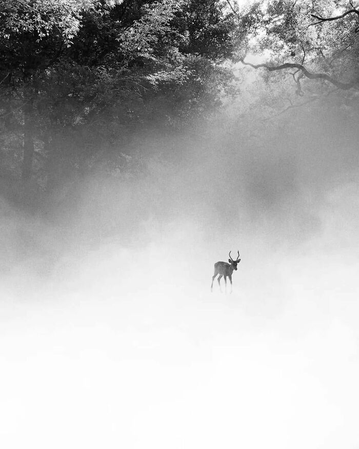 Here Are The 50 New Most Jaw-Dropping Animal Photos, As Shared By “The Decisive Moments Magazine”