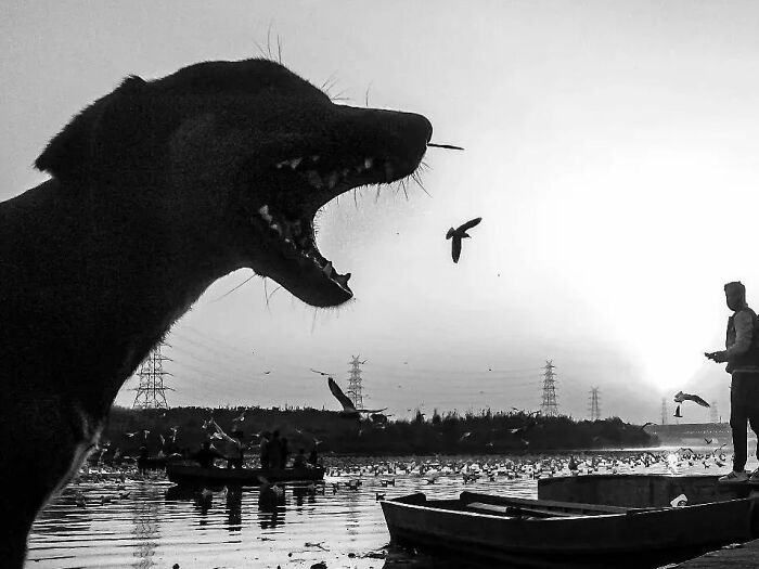 Here Are The 50 New Most Jaw-Dropping Animal Photos, As Shared By “The Decisive Moments Magazine”