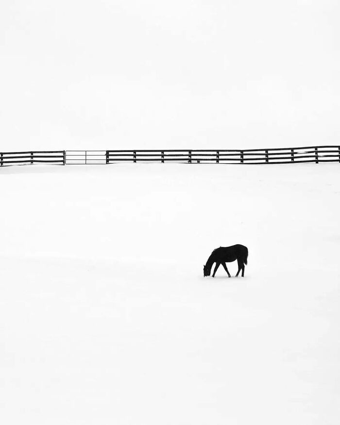 Here Are The 50 New Most Jaw-Dropping Animal Photos, As Shared By “The Decisive Moments Magazine”