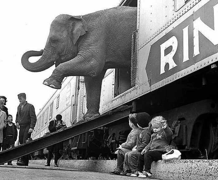 Here Are The 50 New Most Jaw-Dropping Animal Photos, As Shared By “The Decisive Moments Magazine”