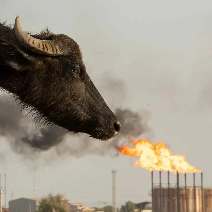 Here Are The 50 New Most Jaw-Dropping Animal Photos, As Shared By “The Decisive Moments Magazine”