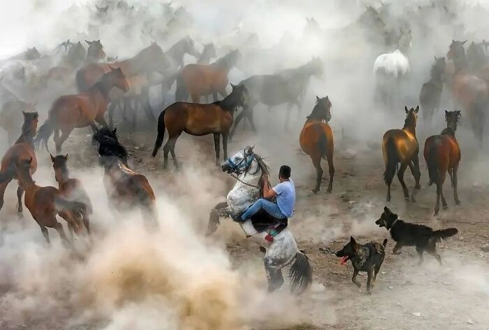Here Are The 50 New Most Jaw-Dropping Animal Photos, As Shared By “The Decisive Moments Magazine”