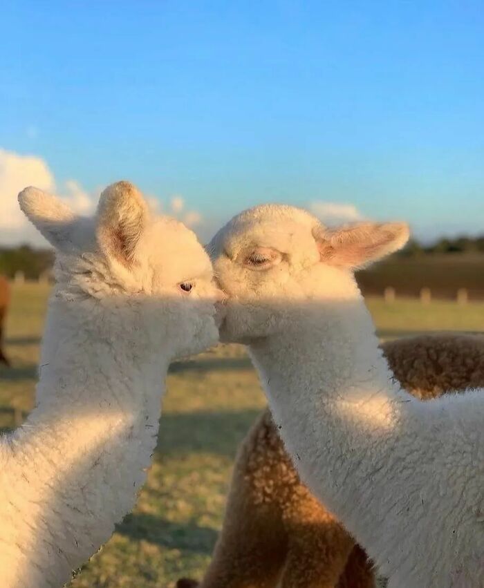 Here Are The 50 New Most Jaw-Dropping Animal Photos, As Shared By “The Decisive Moments Magazine”