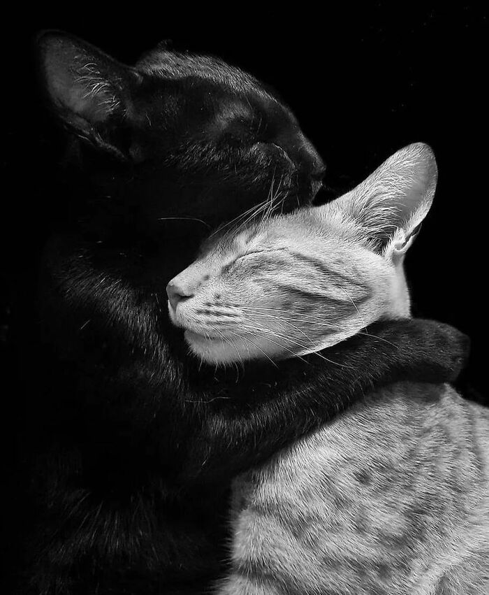 Here Are The 50 New Most Jaw-Dropping Animal Photos, As Shared By “The Decisive Moments Magazine”