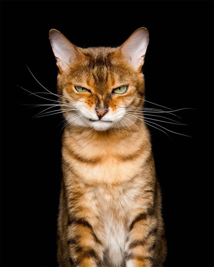 Here Are The 50 New Most Jaw-Dropping Animal Photos, As Shared By “The Decisive Moments Magazine”