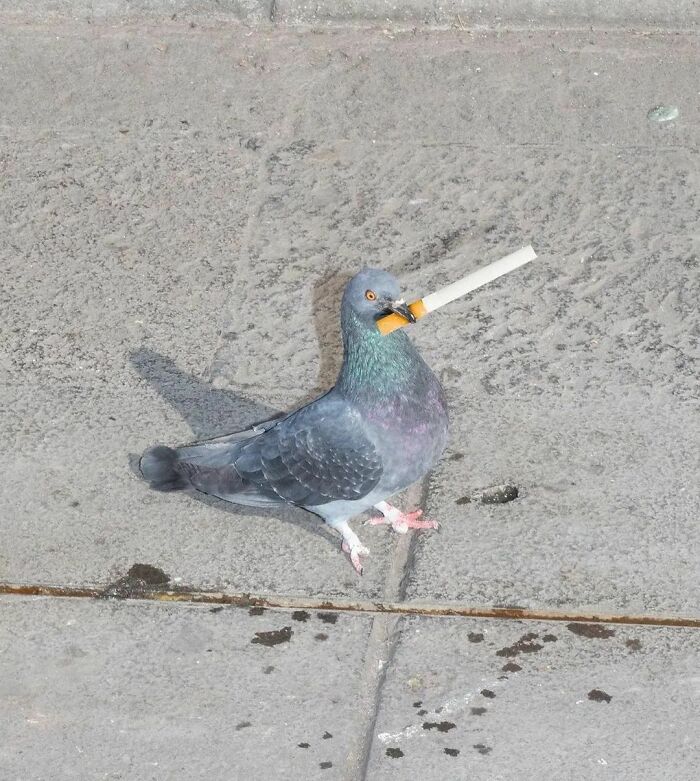 Here Are The 50 New Most Jaw-Dropping Animal Photos, As Shared By “The Decisive Moments Magazine”