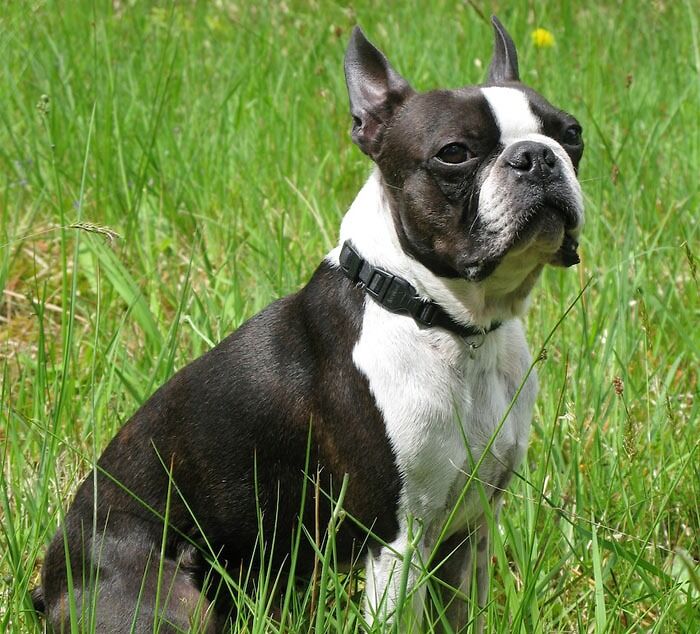 Boston Terrier