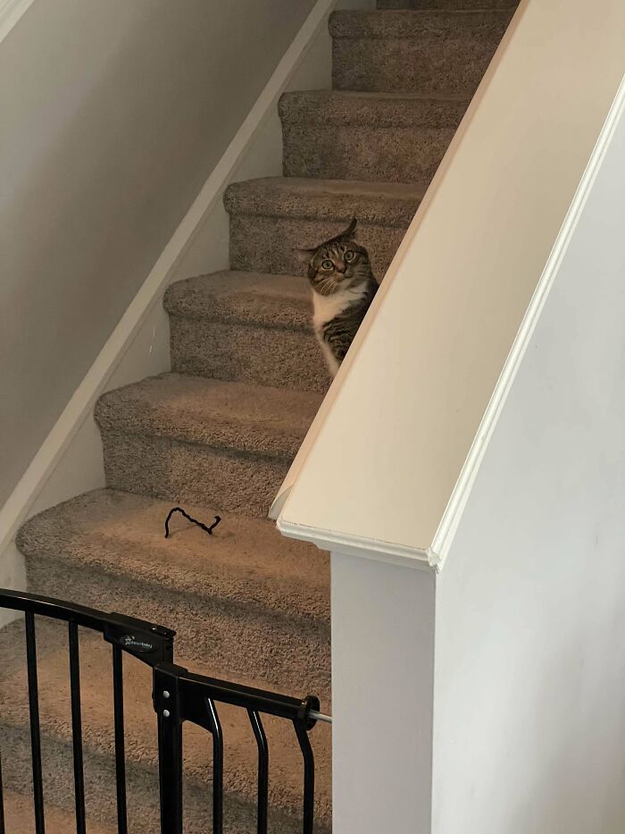 My Wife And I Are Wine Drunk, And Thought This Was Funny Picture Of Our Cat!