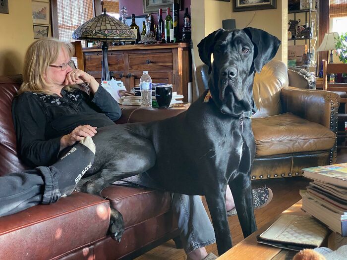 My Parents' New 9-Month-Old “Puppy” Bella