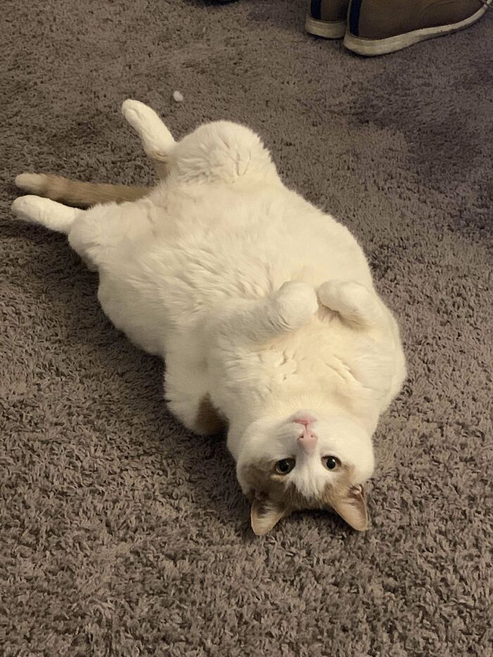 Good Friend Recently Got A New Dog Who Had Been Terrorizing Their 12+ Year Old Senior Cat To The Point Of Bad Depression