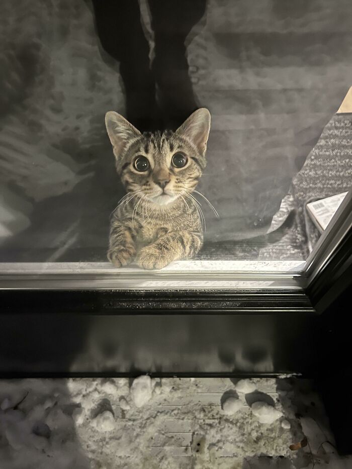 Imaginen que, al irse al trabajo y cerrar la puerta, ven esto