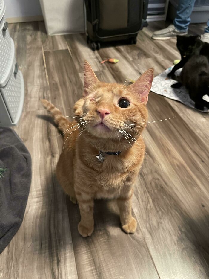 My Cat Was Attacked By A Bobcat Two Weeks Ago And Had One Of His Eyes Removed