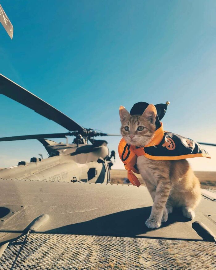 This Is My Deployment Kitten Cj, He's Being Shipped Home!