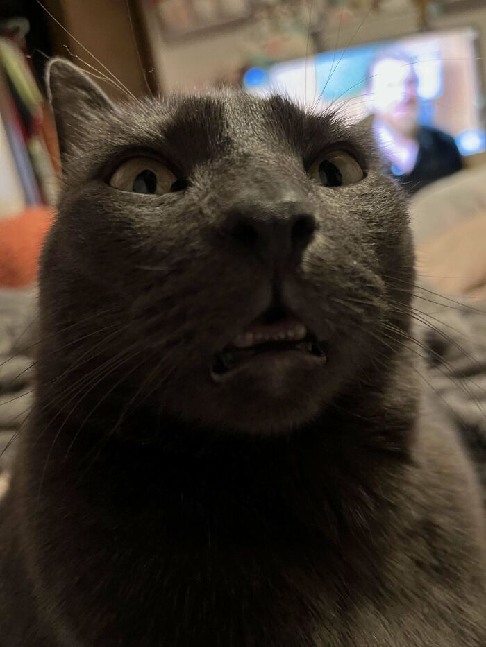 Is There A Reason My Cat Lays On Me And Leaves Her Mouth Open Anytime I Look At Her? She Looks Like A Doofus