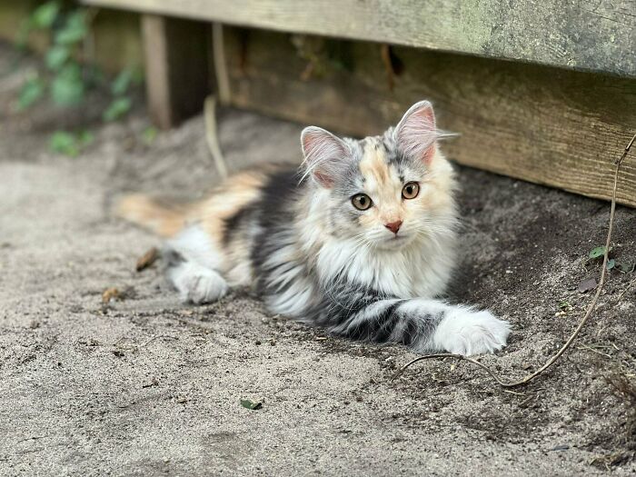 Este bonito entró a mi patio
