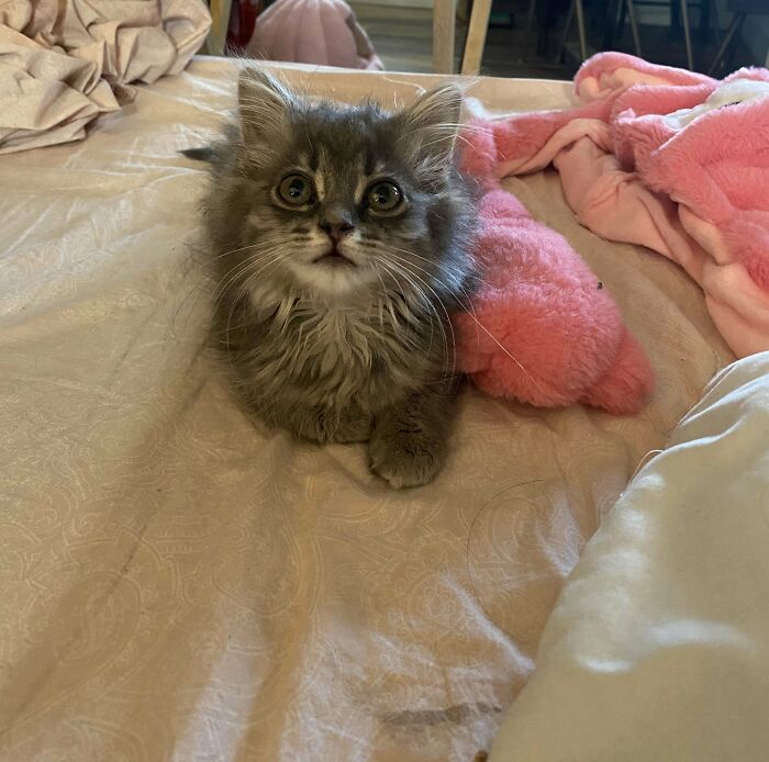 Mi esposa trajo una gata sin decírmelo, supongo que me la quedaré