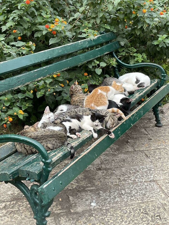 Unos gatos durmiendo en un banco de Whidbey Island, Washington. ¡Tuve que parar y tomarles una foto! 