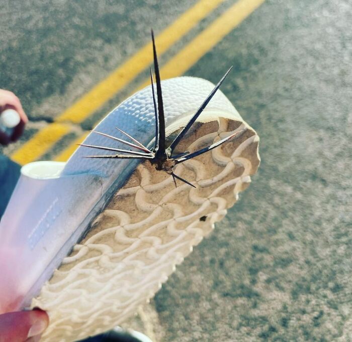 Not Recommended Footwear For Desert Walks Amongst Many Many Cacti