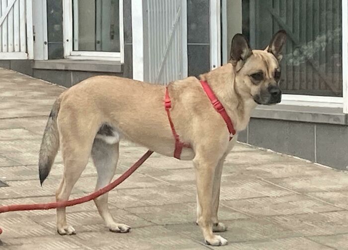 I Saw One Of The Debreed Pugs That Can Breathe Properly