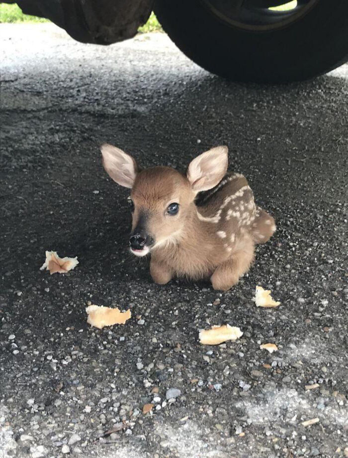 Adorable baby deer resting on asphalt under a vehicle, surrounded by small pieces of bread crumbs, adorable animals.