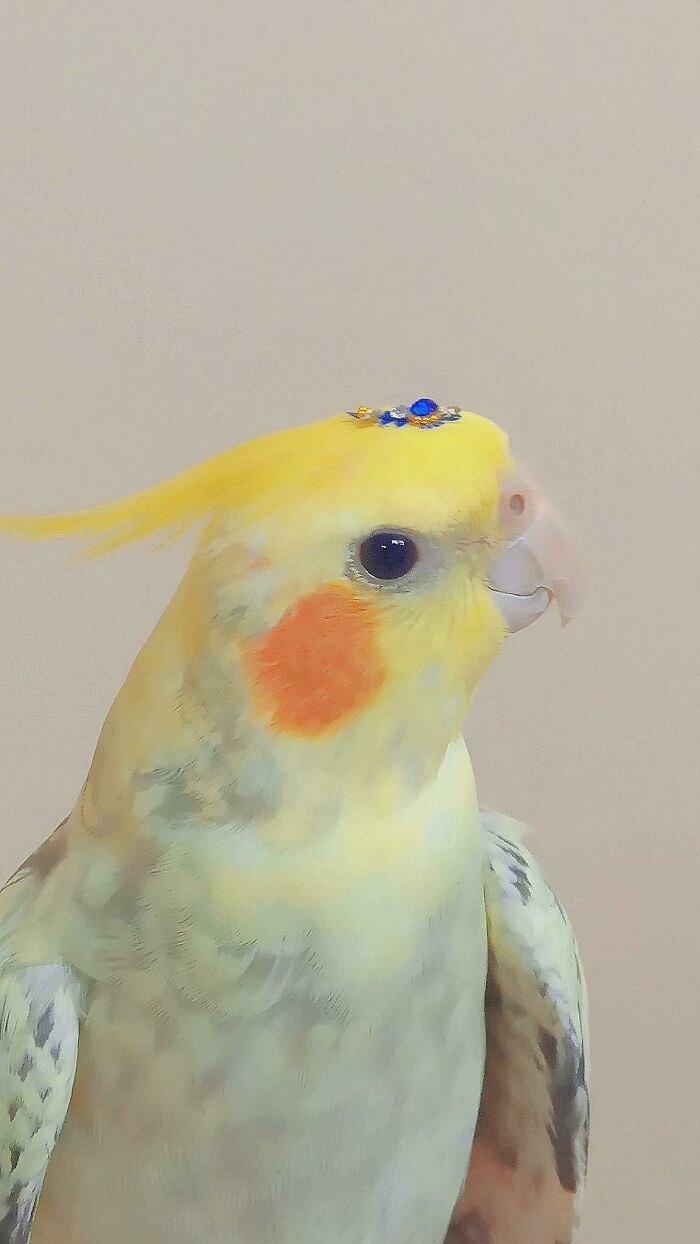 Yellow cockatiel bird with bright orange cheeks wearing a small decorative accessory on its head adorable animal pic