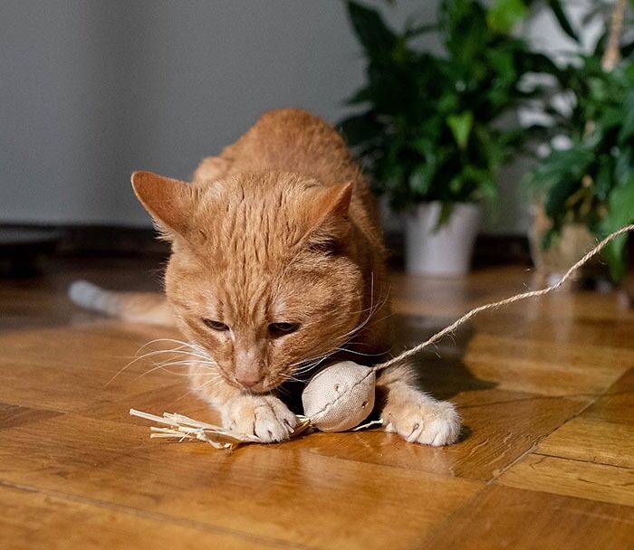 Playing With Your Cat, Making Him Spin In Circles Until He Falls Over From Dizziness