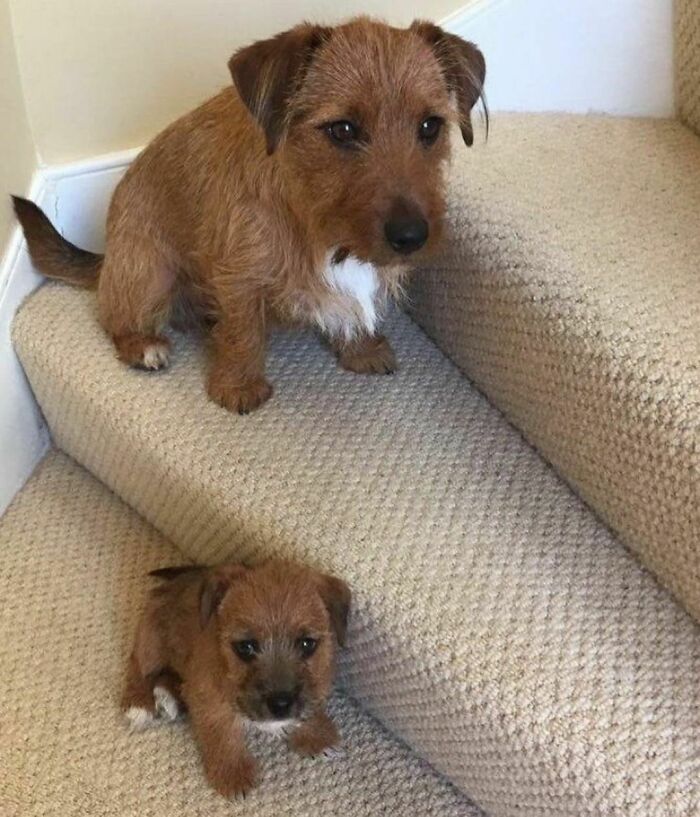 Two adorable brown dogs with white patches sitting on beige carpeted stairs, showcasing some of the cutest dogs ever.