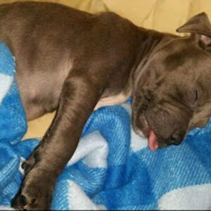 samanthaengel avatar