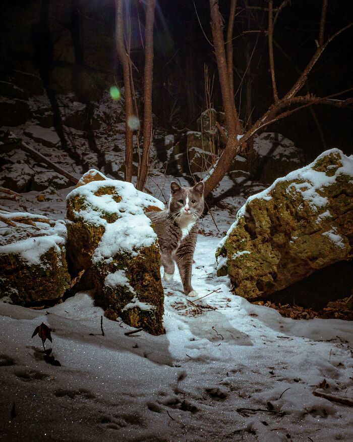 Atrapé a un bonito gato callejero con la trampa de mi cámara réflex digital