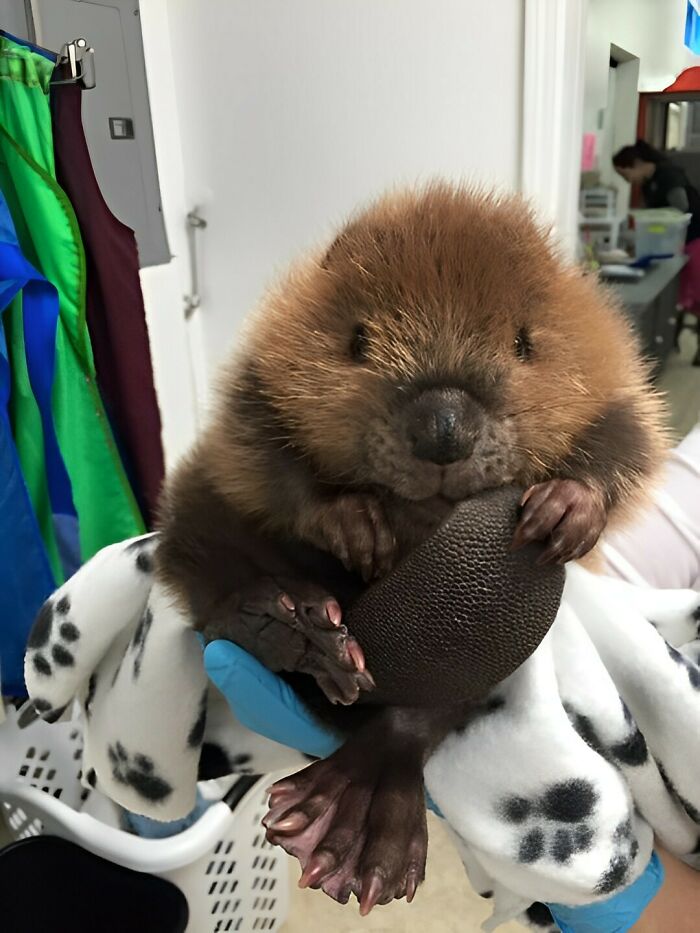 Adorable baby beaver being gently held indoors, showcasing its soft fur and tiny paws, cute animals brightening the day.