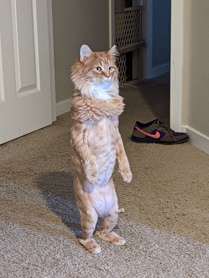 My Cat Stands Up, When He Hears Bell Noises
