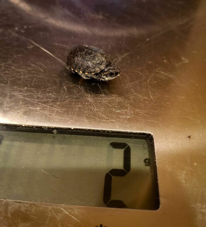 Tiny adorable baby turtle weighing 2 grams on a digital scale, one of the cutest animals that might brighten up your day.