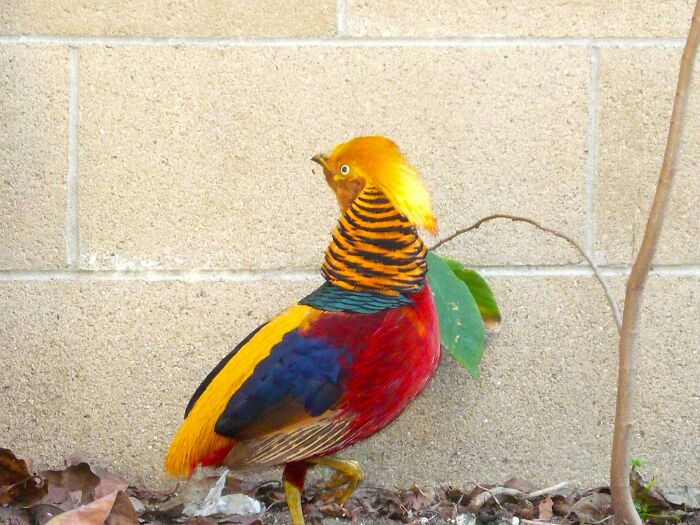 Please Identify This Bird My Parents Saw In Their Backyard