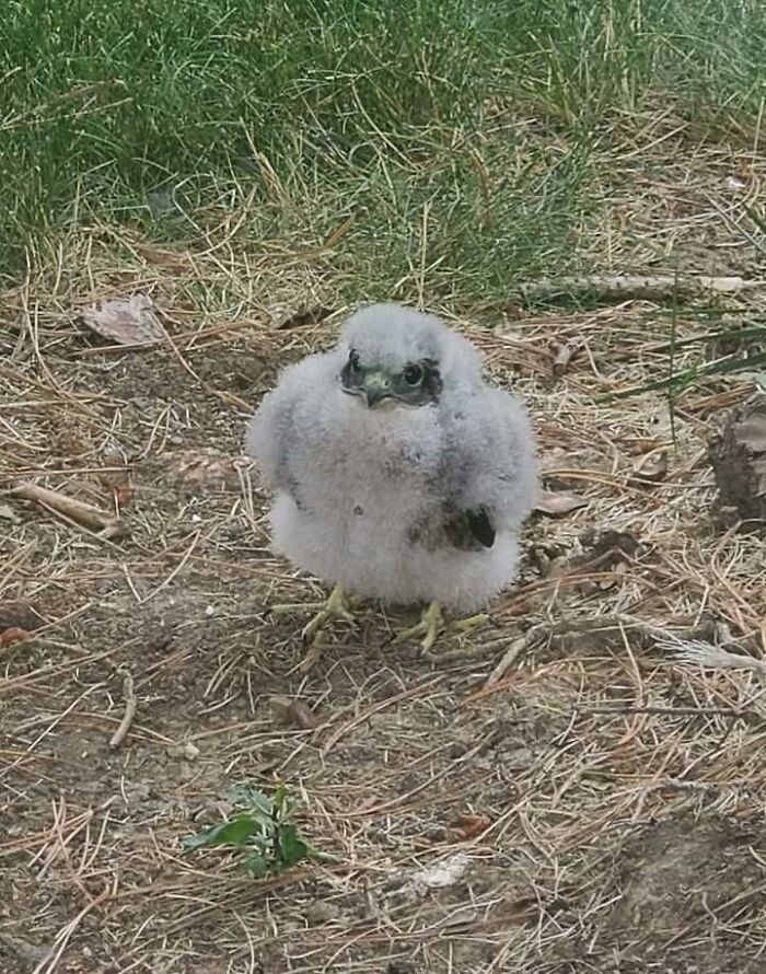 Fluffy baby bird standing on the ground surrounded by grass and twigs, one of the adorable animals to brighten your day.