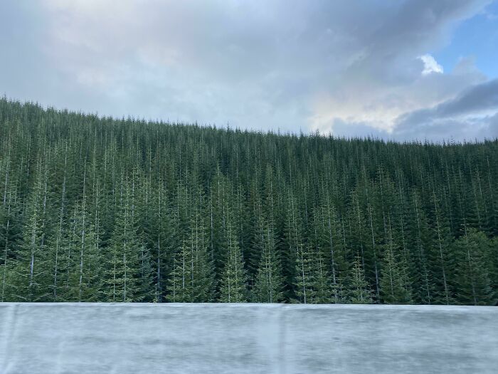 La textura de estos árboles hace que parezcan como si no se hubieran cargado completamente 