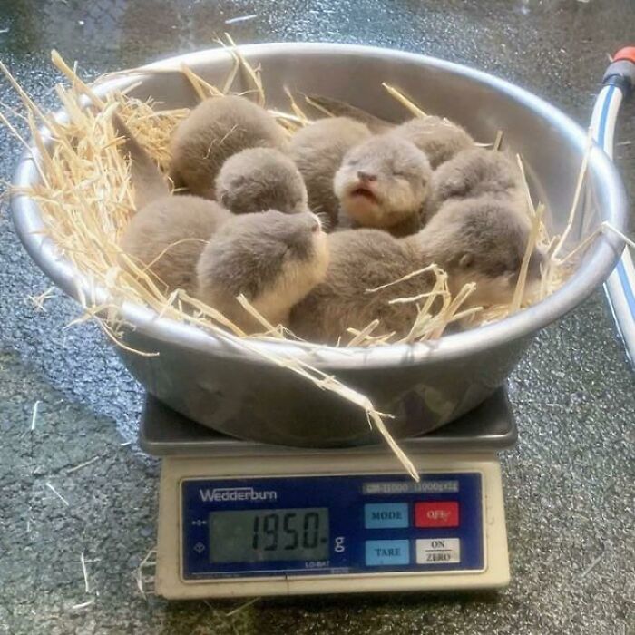 Newborn adorable animals resting in a bowl with straw, weighed on a digital scale showing 1950 grams.