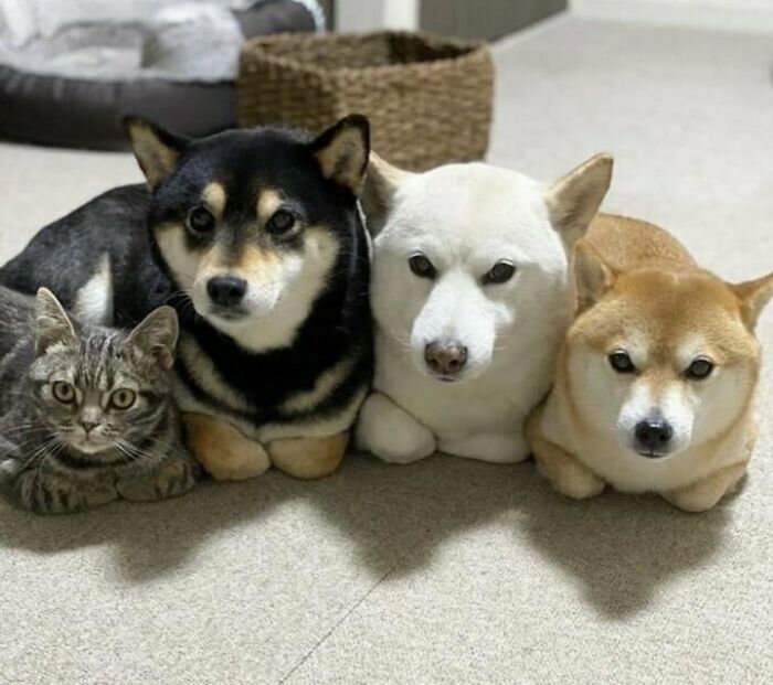 Tres perros shiba y un gato juntos en el suelo en una foto tierna de perretes en interior hogareño.