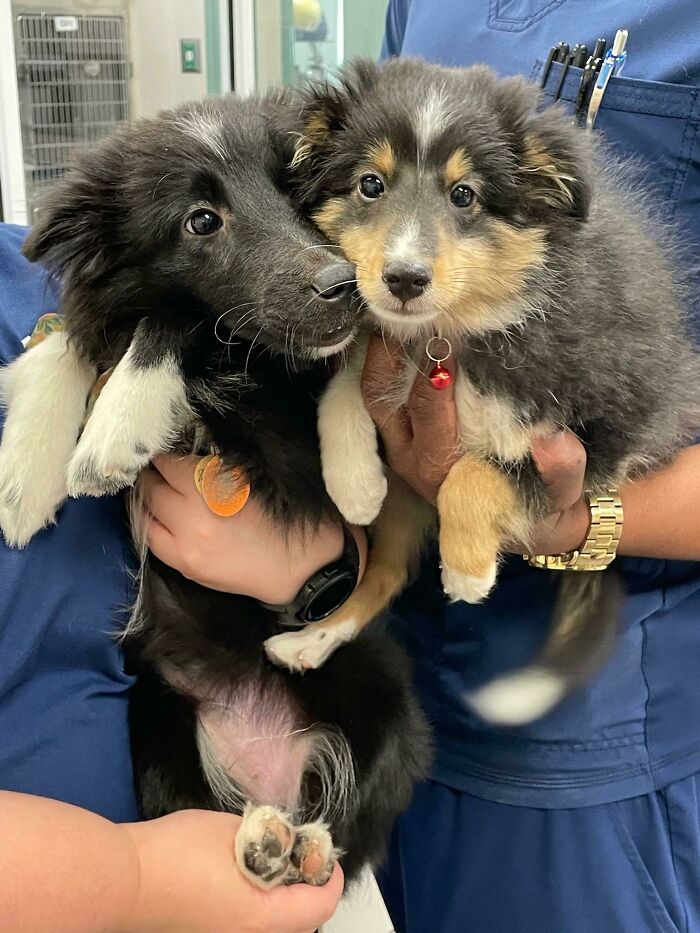 Two of the cutest dogs cuddled and held by people in a veterinary or grooming setting.