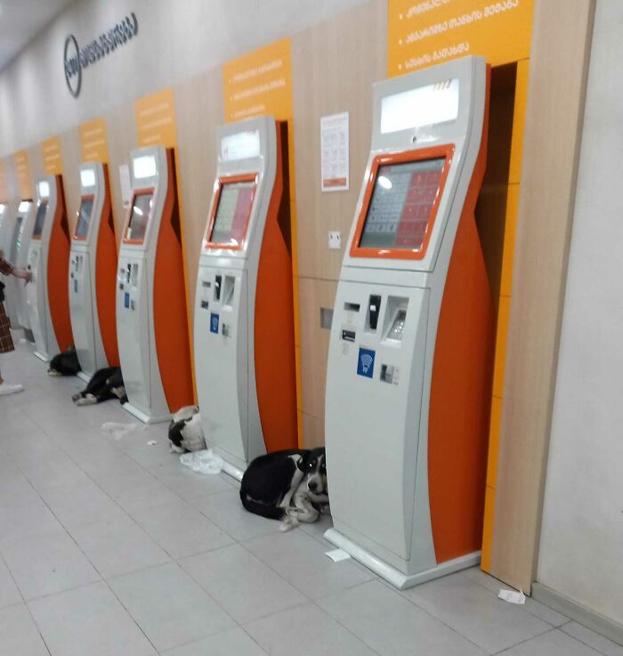 Banks In Georgia (Country) Allow Dogs To Take Shelter In A Freezing Cold