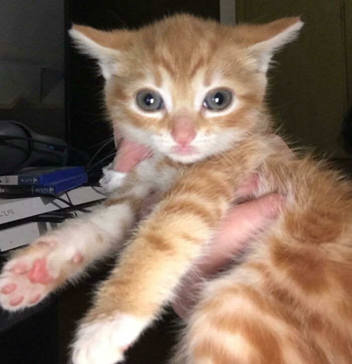 So This Little Guy Found His Way Into My House?